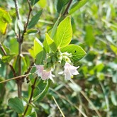 Western Snowberry